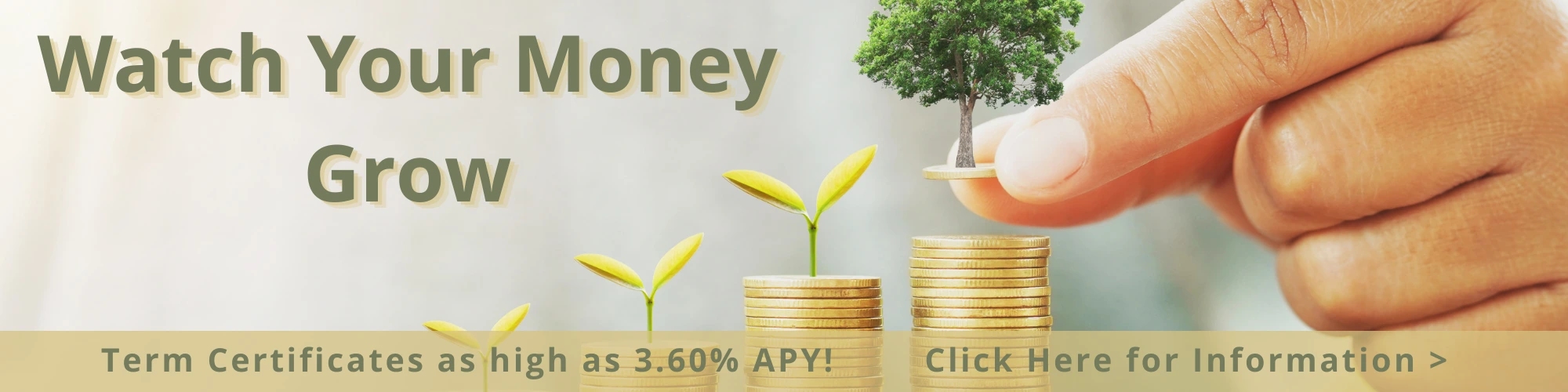 large hand holding tree with coins stacked representing money growing with term certificates